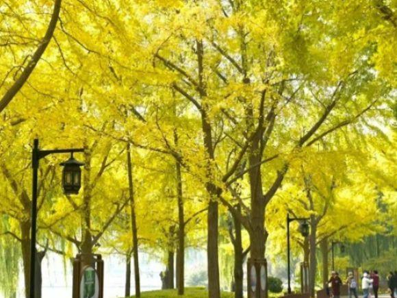 北京号最精彩 | 秋日“赶集”天花板！地坛银杏文化节明日开逛