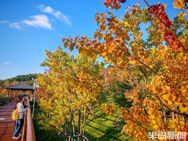 浮山叶斑斓 赏秋要趁早