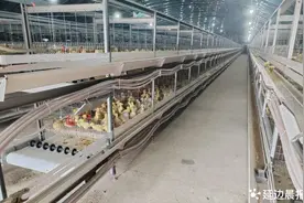 延边州最大养鹅基地带动边境村共同致富图片