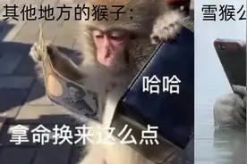 泡温泉、玩手机，日本雪猴是如何过上这么惬意的冬季生活？图片