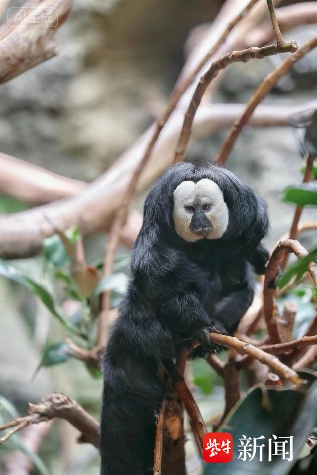 “文学之都”对话“音乐之城”： 2025“中国南京周”探索遗产保护与文旅创新