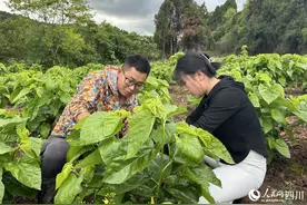 “90后”夫妻返乡创业：养殖白僵蚕 铺就致富路图片