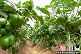 山西长子“大青椒”走出太行山图片