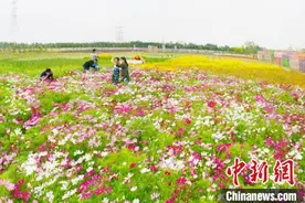 山东“赏花+”融合多元场景 民众渐别“走马观花”式春游图片