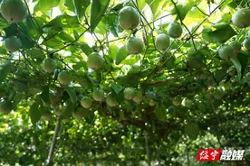 绥宁：因地制宜发展特色产业，实现农业增效、农民增收图片