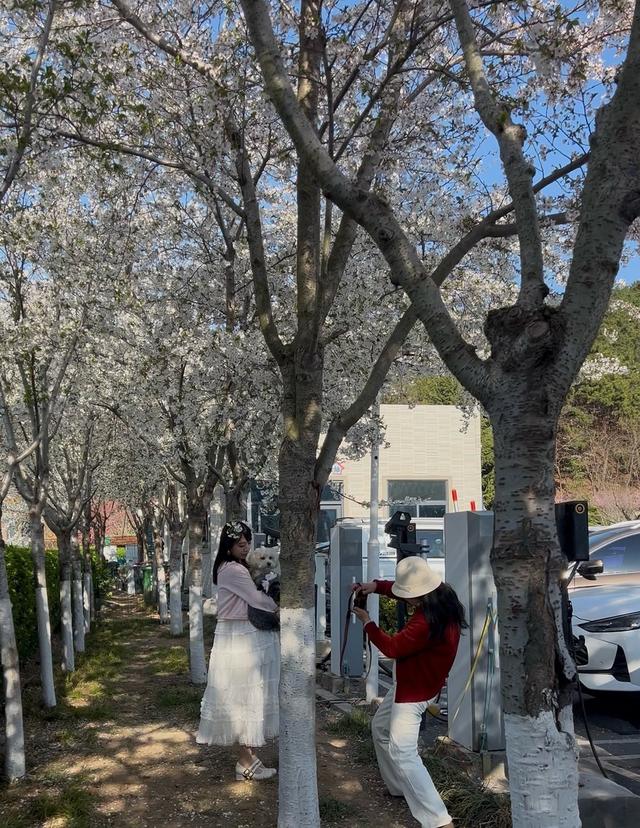 太美了！青岛北岭山数十米樱花林盛放 小长假成市民打卡胜地