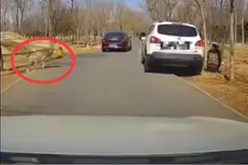 野生动物园猛兽区内女游客抱孩子下车，后车紧急鸣笛提醒“狼来了”图片