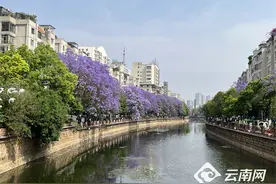网友发出一个很云南的灵魂拷问：蓝花楹能吃吗？官方回复来了图片