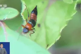 当心毁容！遇到这种虫子千万别打！图片