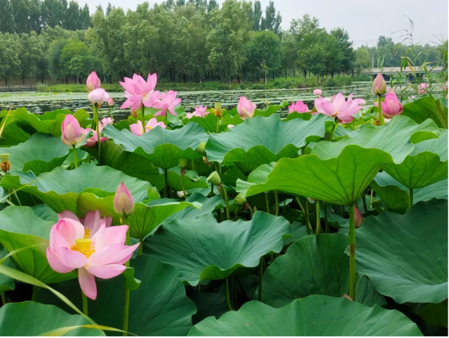 荷香四溢，共赏北京河湖之美