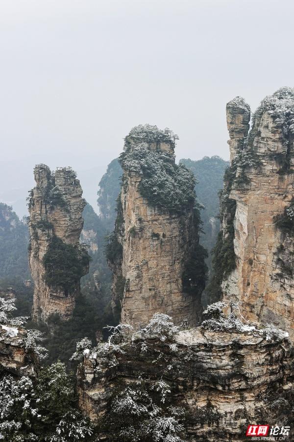 【每日一图@湖南】张家界冬日限定奇观！峰林裹银装，雾凇美出圈