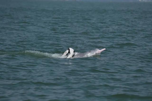 广西钦州三娘湾 “出海观豚” 乱象：十余艘船围堵，小海豚遭追后死亡，有船长称看不到退票，怕亏钱不停追