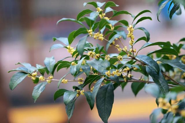 在嘉定街头，邂逅一场「秋日限定」香气