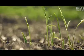 AI告诉你，青海的春天有多美！图片