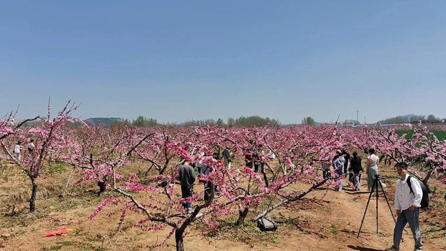 2026年枣庄市群众文化艺术季暨台儿庄区“桃醉山乡”第十二届桃花季启幕