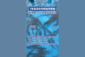 连续7年未见中华鲟自然繁殖，专家：2036年有望看到它们在长江中恢复产卵图片