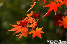 一片红叶的爱恋图片