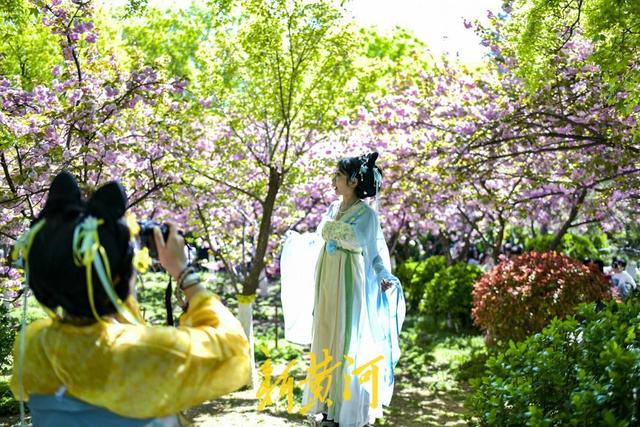泉畔晚樱盛放，“樱花雨”引爆打卡潮