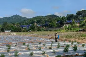 从边境小镇到开放高地，省会托管的磨憨大放异彩图片