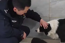 1只边牧被救咕噜咕噜变3只：在派出所生下两只小边牧，和主人喜获团圆图片