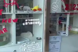 主人去接第一次寄养的狗狗，狗狗的眼神好心酸 狗狗：我以为你不要我了图片