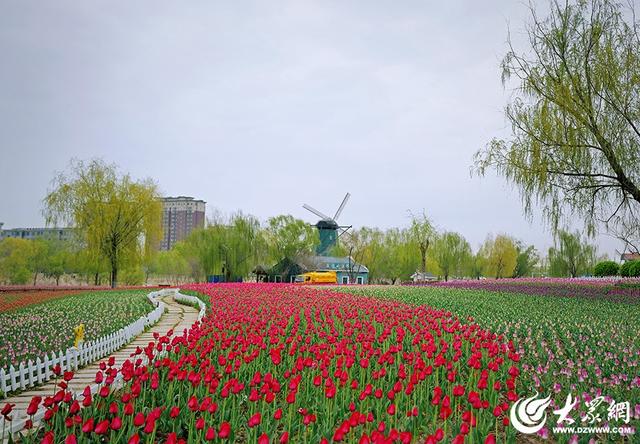 春日赴约！滨州秦皇河郁金香盛放 绘就城市浪漫花海盛景