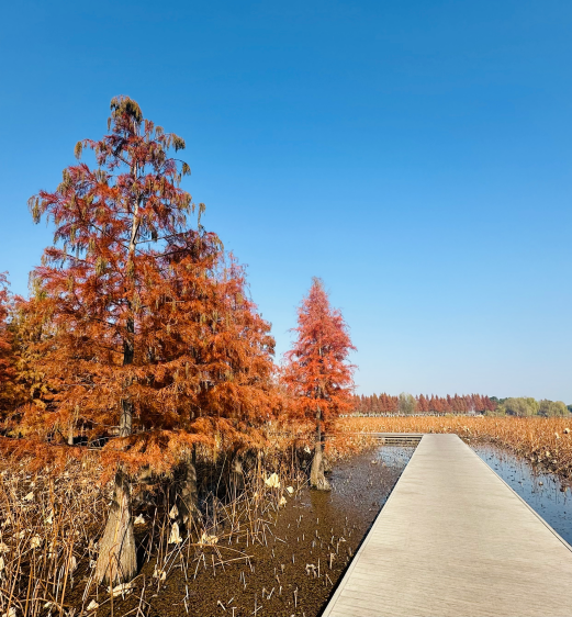 西湖湿地看水杉