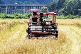 黔·行｜油菜夏收机械化 农民尝到新甜头图片