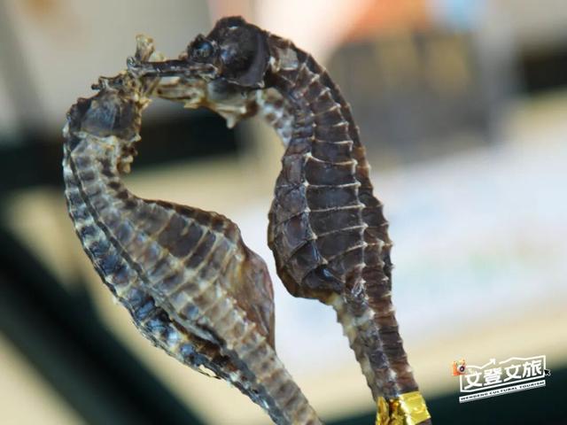 冬游威海 | 2025-2026威海（文登）康养生活季邀您共赴山海之约