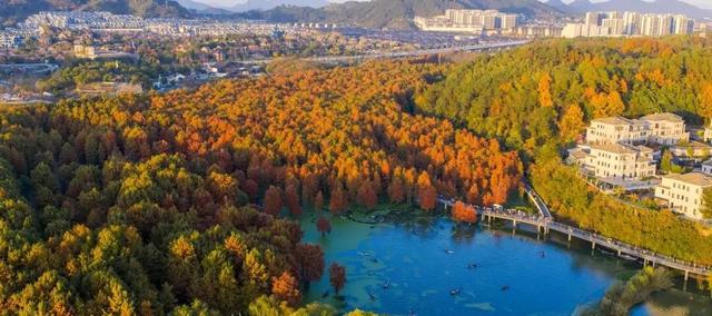 现实版油画！杭州青山湖进入多彩季，一天涌入5万游客