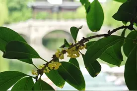 桂花初开，这四种桂花你分得清伐？图片