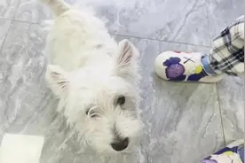 “银川一高中生花两万多买狗”后续：市场监督管理部门表示会介入调查图片