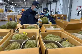 已到1600吨！“果中贵族”榴莲马上降价？图片