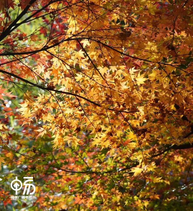 红了！红了！不少人都出动了...