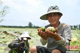 安徽阜南：芡实成熟采收忙图片