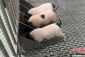 探访中国首个异种器官移植产业化平台图片