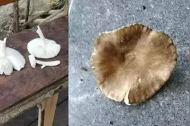 杭州市民景区里采到“蘑界毒王”，吃完多脏器损伤住进ICU！图片