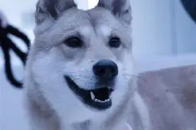 走失的宠物狗被工作人员吃了？高速公路公司：以为无主且已死亡图片