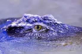 长江武汉段惊现暹罗鳄，已成功捕获一只图片