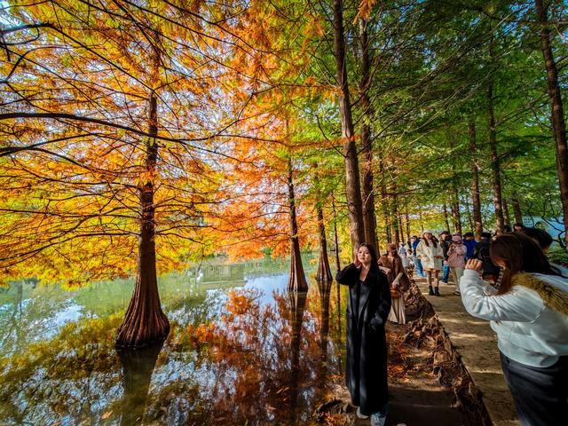红黄渐变映湖光 燕雀湖落羽杉太美！