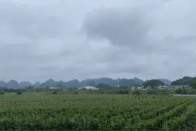 西秀区：黄瓜坐“轻轨” 日运输量达十万斤图片