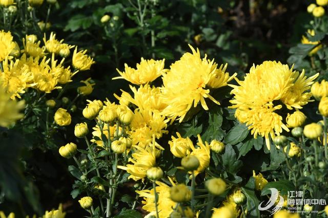 江津五举村：金丝皇菊盛开引客来