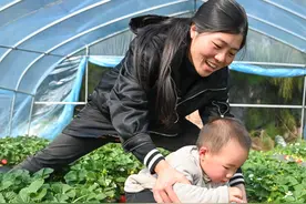 春日岚岛采摘忙图片