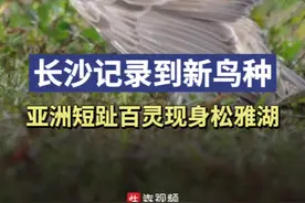 神奇生物在哪里丨长沙记录到新鸟种！亚洲短趾百灵现身松雅湖图片