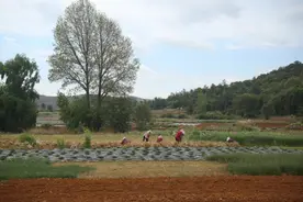 西街口镇芭茅村：紫皮蒜“蒜”出乡村振兴 新“钱”景图片