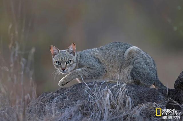 家猫祖先竟起源于北非	，罗马军团是最早的 “带货达人”？