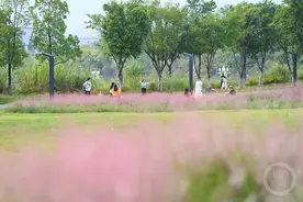 粉黛盛开 美景如画图片