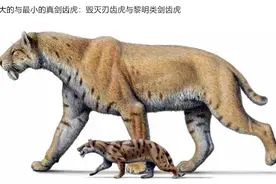 好书·推荐｜竟然还有不属于猫科动物的剑齿虎？快来看《剑齿虎》大揭秘！图片