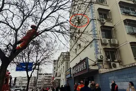 小猫上树被困一整天，密云消防员暖心施救图片