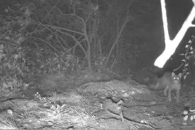 河南沁阳：密林深处的动物世界图片